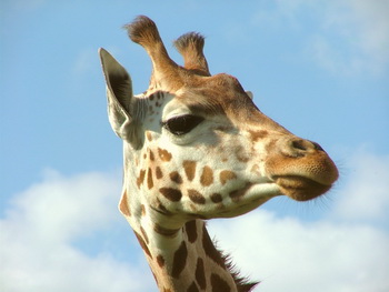 Die Giraffe im Sitzungszimmer…